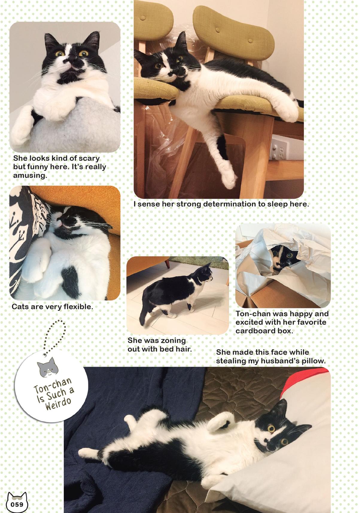 My Cat is Such a Weirdo Volume 2 59