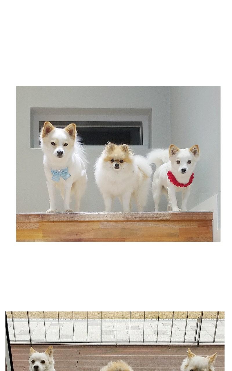 The Dog Diaries S2 - Episode 160.5 59